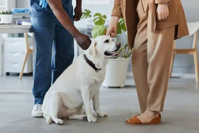 A veterinarian examines a Labrador Retriever while the dog's owner stands nearby in a clinic setting, discussing National Pet Obesity Day and the importance of maintaining a healthy weight for their beloved pet.