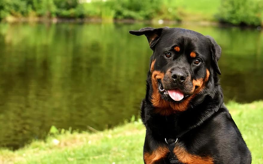 the rottweiler dog breed is a working dog