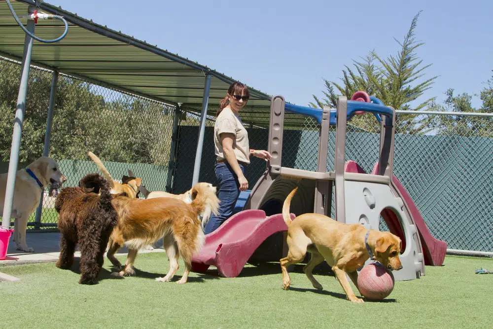 research boarding kennels and catteries that have good reputations