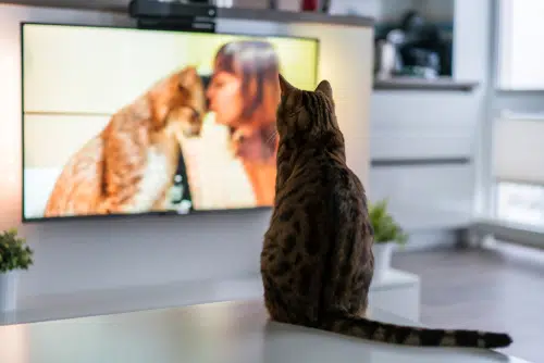 cat sitting on front of TV showing movies with cats on