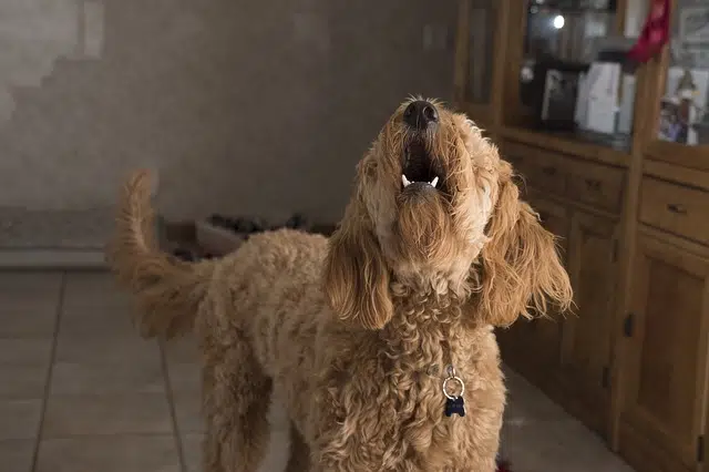 pet golden doodle dog barking at the loud sound of fireworks making him feel scared and unsafe