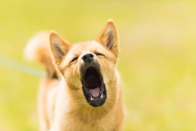 A small brown dog barking incessantly