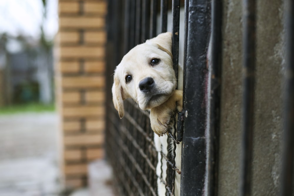 safeguard against giving your pet to a shelter