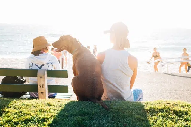 Dog owner knows how to keep pets cool during summer