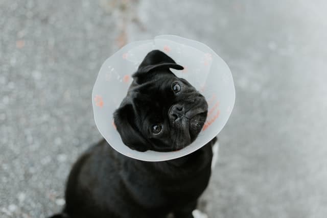 pug with cone on - pet insurance claims can cover vet bill costs