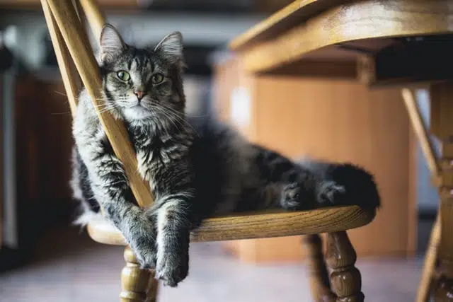 fluffy pet cat lying on wooden chair