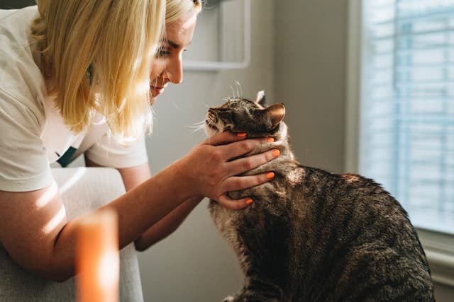 cat being checked for injury - insurance claim might be needed