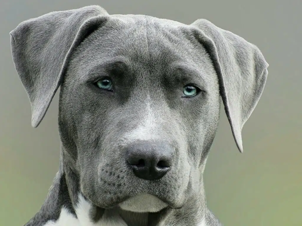 Coronavirus in dogs like this grey one with blue eyes can be serious