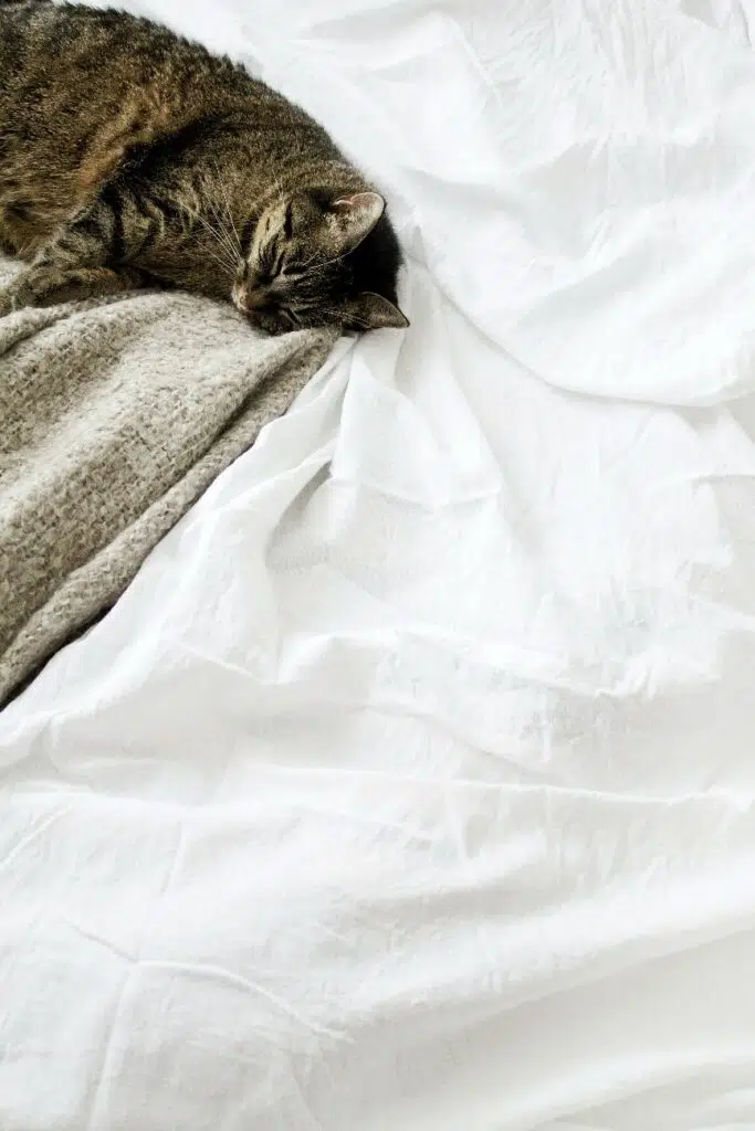 Coronavirus in dogs and cats on the bed like this tabby can make them sick