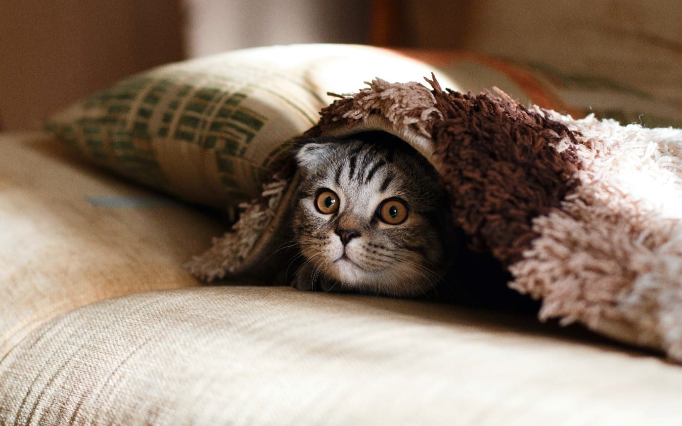 Coronavirus in dogs and cats like this stripey one in a blanket can be serious