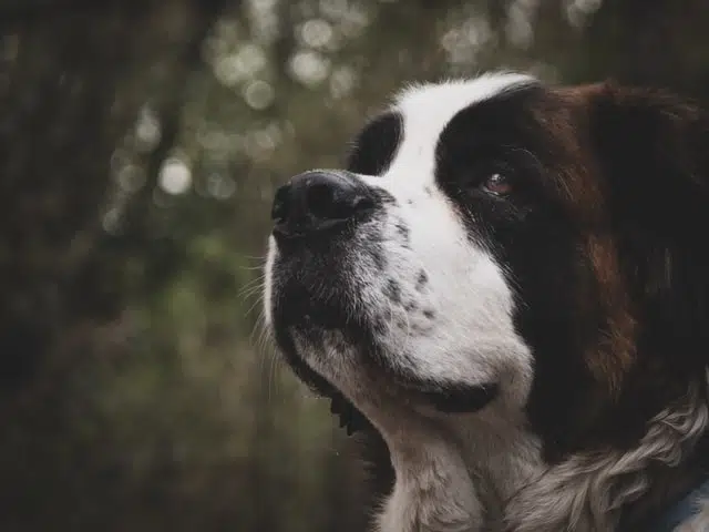 saint bernard dog face close up