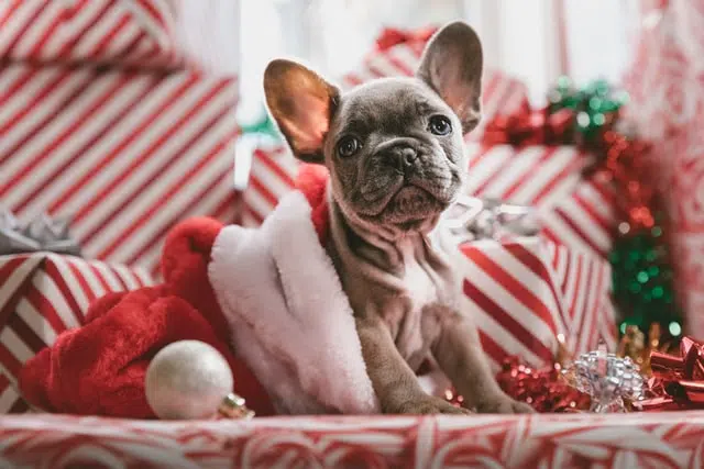 french bulldog in santa hat