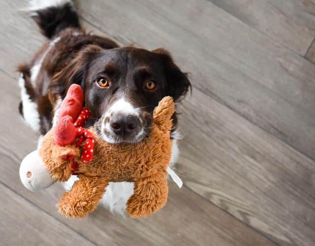 spoil your dog with a toy like this collie and plush reindeer
