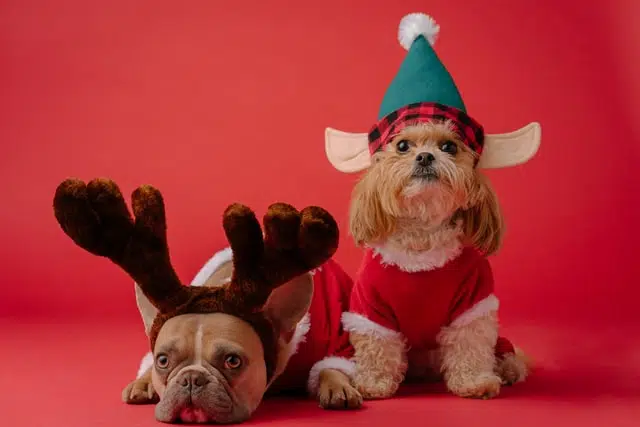 two dogs with Christmas hats on red background