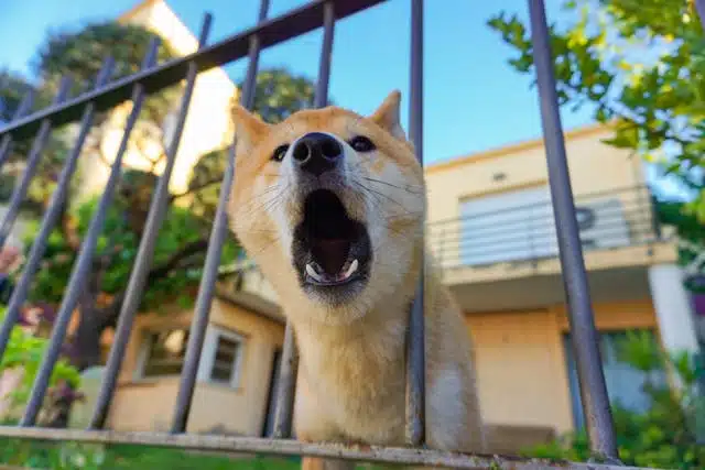 A dog, possibly a Shiba Inu, stands behind a fence with its mouth open wide, almost as if demonstrating how to stop a dog from barking. There is a house and some greenery in the background.