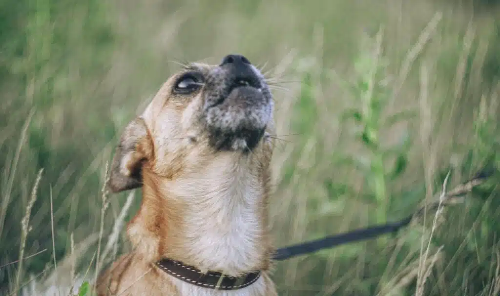 A small dog in a tall grassy field barks at the sky