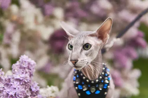 this Peterbald hairless cat has a necklace on and is surrounded by flowers