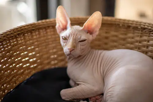 this harless Sphynx cat is lying in a basket with eyes closed