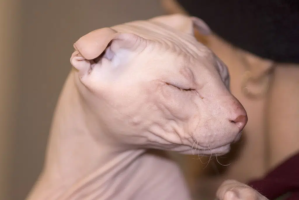 hairless cats include this Ukrainian Levkoy