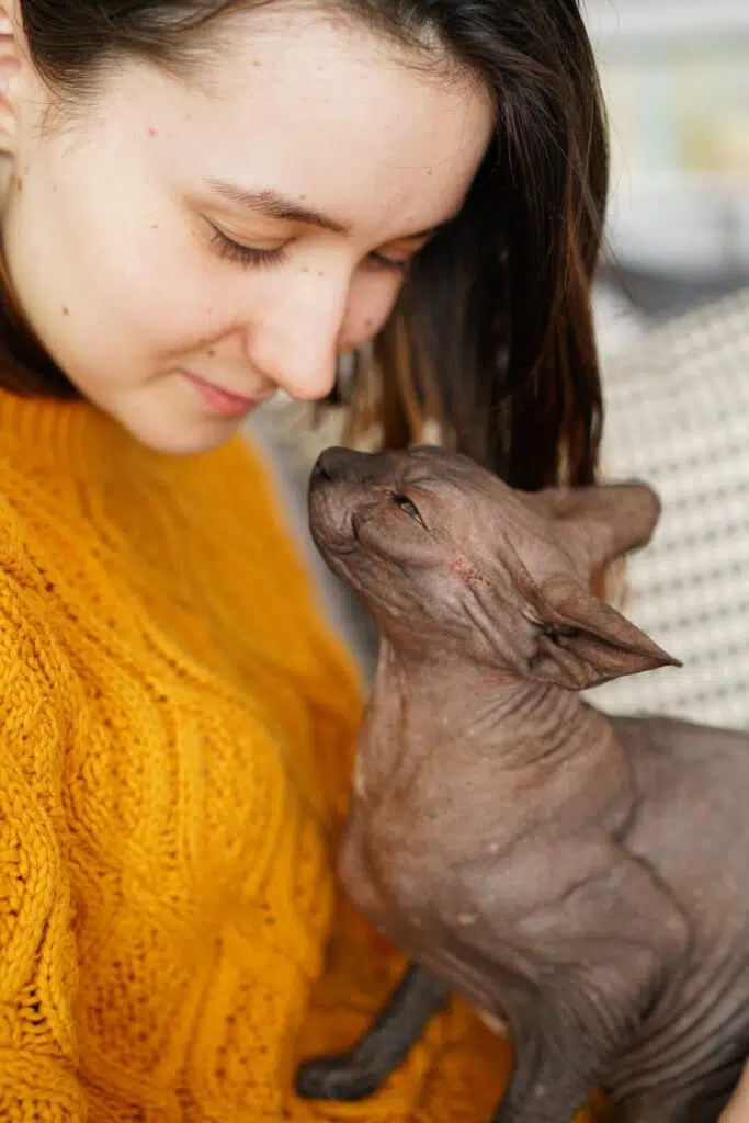 hairless cats love cuddles like this one with a brown haired woman