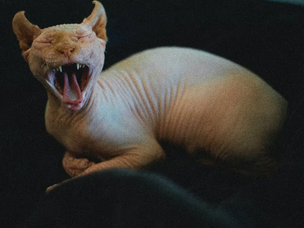 this Elf cat is yawning while sitting