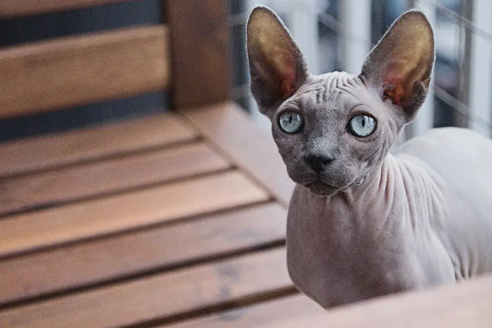 hairless cats often look like this blue eyed grey skinned creature