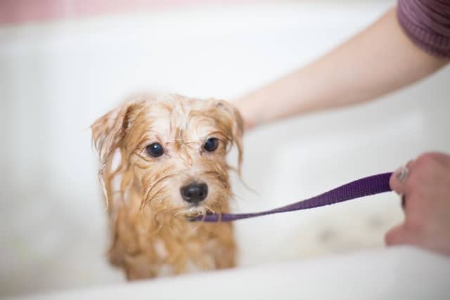 person washing a small brown terrrier dog