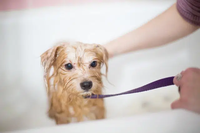 person washing a small brown terrrier dog