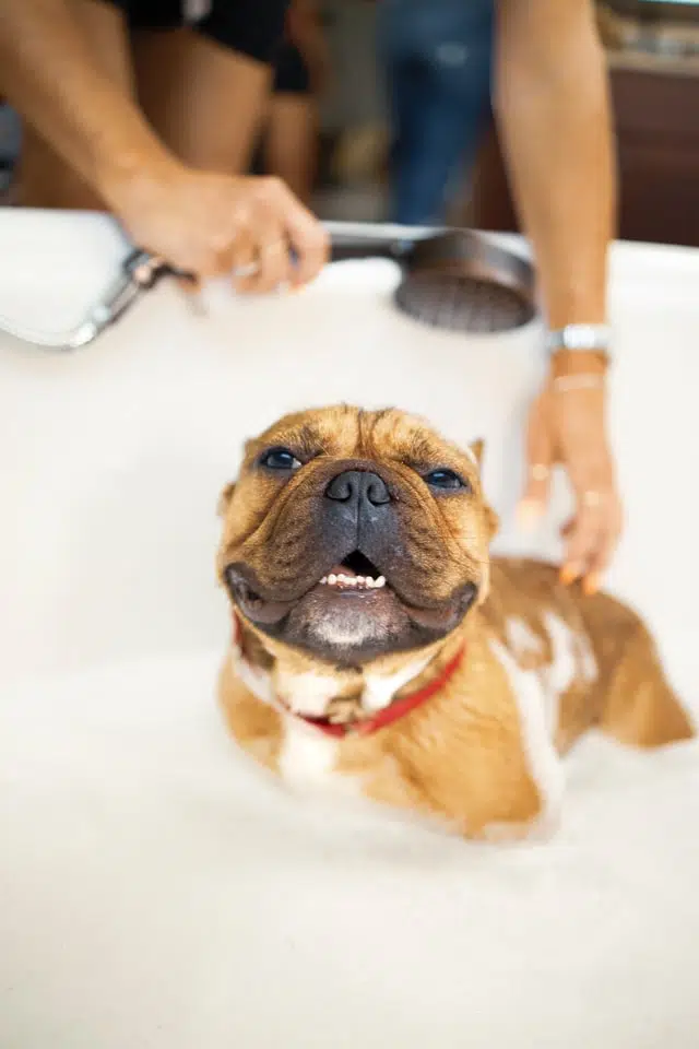 brown bulldog being washed in bath