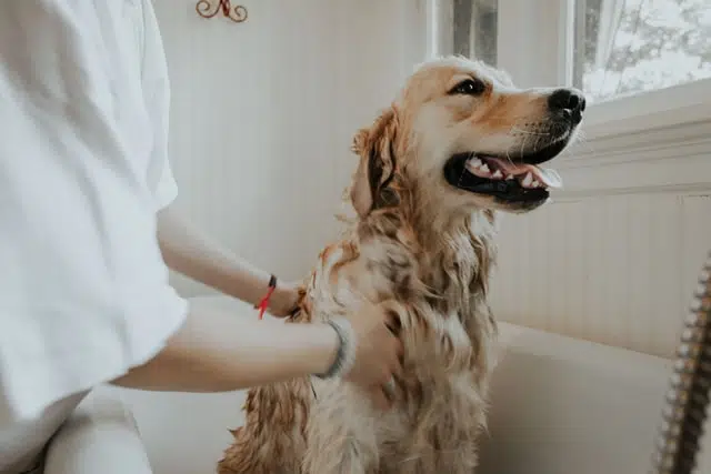 adult golden retriever dog getting a bath in a tub
