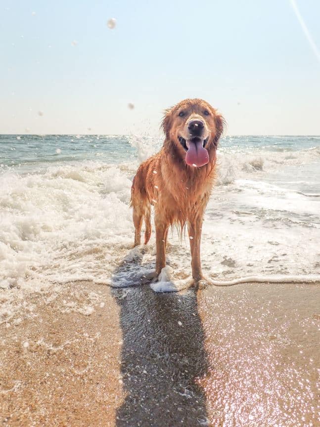 pet friendly accommodation has made this labrador happy at the beach