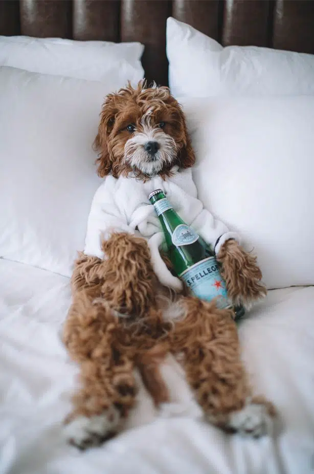 this Cavoodle is in bed at pet friendly accommodation