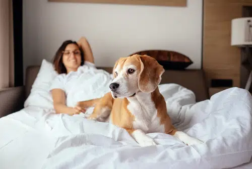 this woman and beagle are in a pet friendly accommodation bed