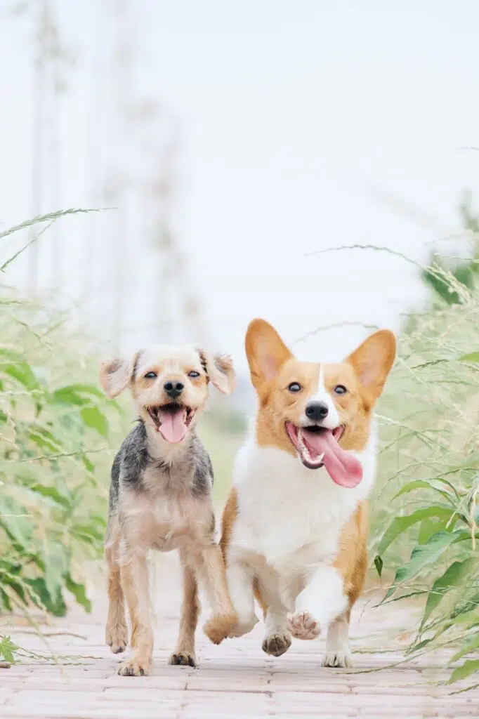 two puppies happily running
