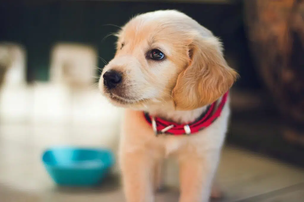 labrador puppy crying in front of blue food bowl