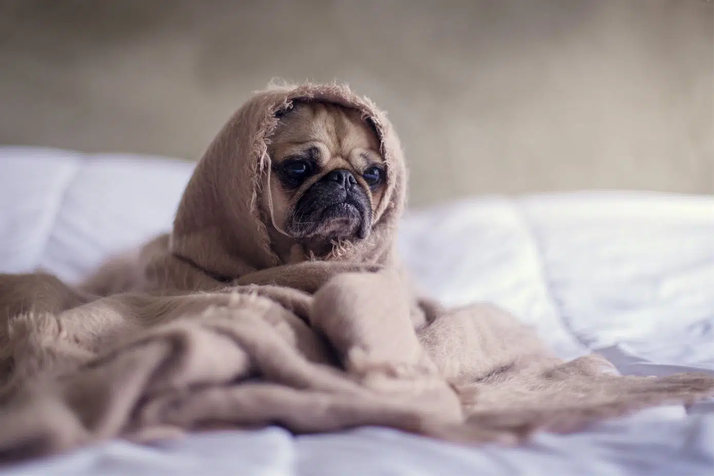 pug puppy crying with head poking out from blanket