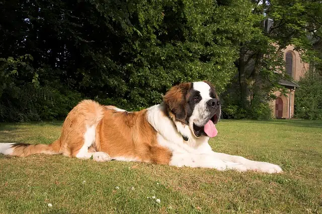 Tan and white Saint Bernard lying down on grass