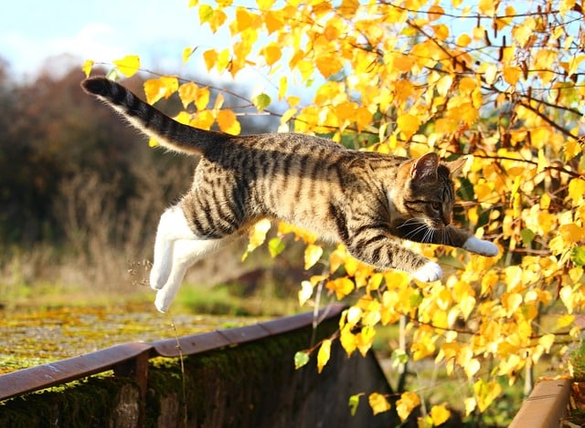 this jumping tabby cat will land on his feet