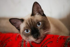 chocolate point siamese cat looking at camera