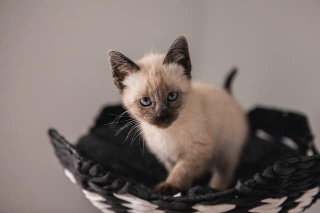 Siamese cats like this kitten, change colour as the temperature changes