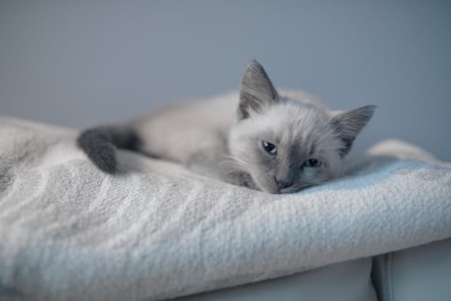 blue point Siamese cat lying on blanket