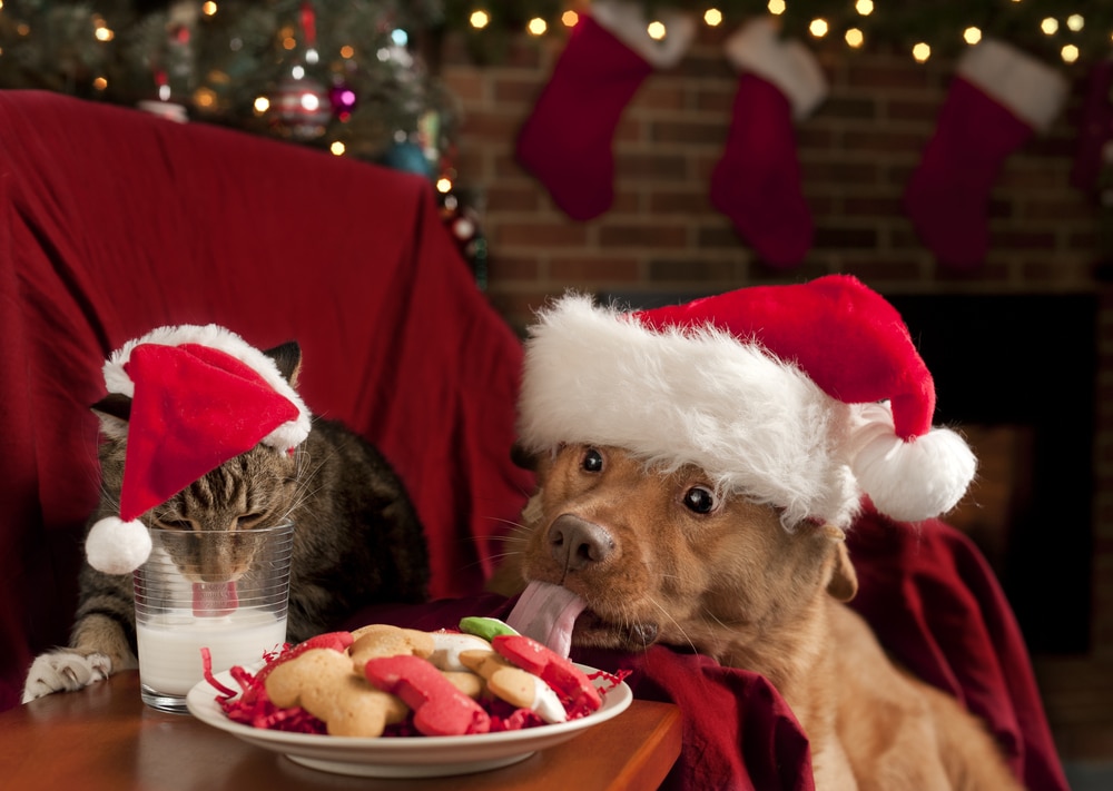 dog and cat Christmas dinner recipes satisfy this pair of pets
