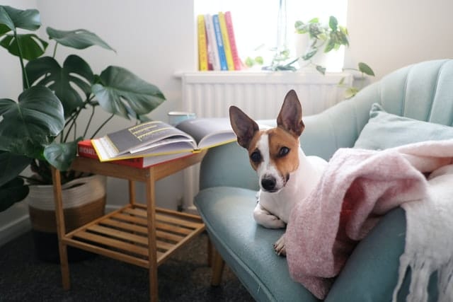 cat books and dog books make great holiday reading