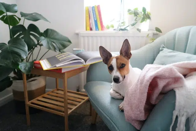 cat books and dog books make great holiday reading