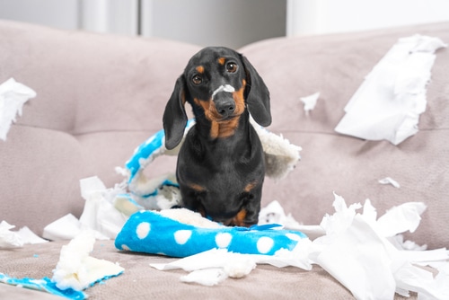 Dog choking risks include this stuff toy torn apart by this brown Dachshund