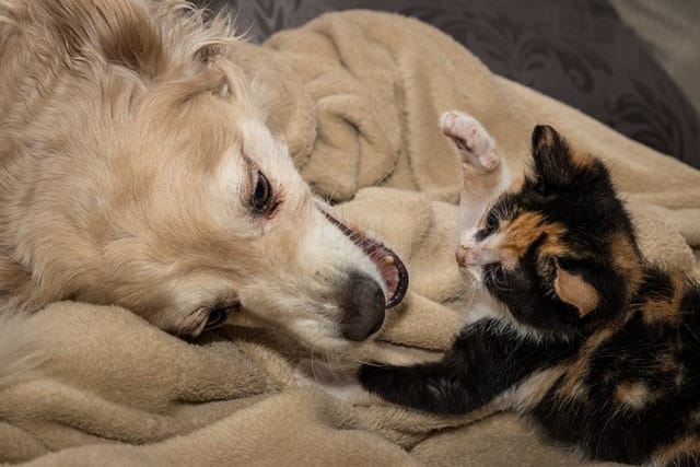 cat and dog together. Cats can be easy pets to look after as they are independent