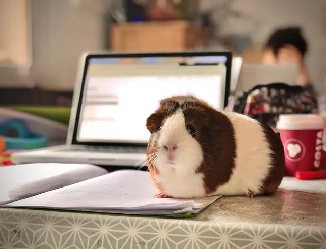 guinea pigs are easy pets to look after