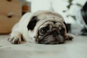pugs are easy pets to look after compared to other dogs