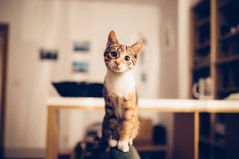 Feline Immunodeficiency Virus can go undetected in cats for years