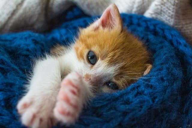 mother cat transmits to Feline Immunodeficiency Virus to kitten